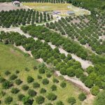 Köyceğiz’de Arsa Alırken Kontrol Listesi